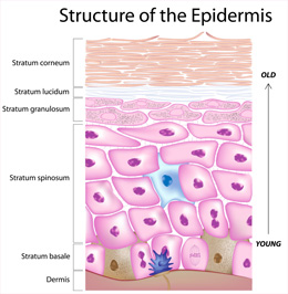 epidermis structure